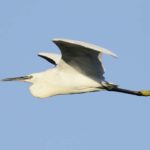 Little Egret - Chiredzi