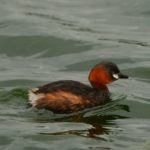 Little Grebe - Stanger