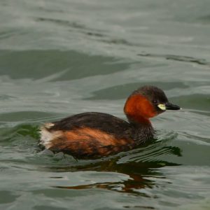 Little Grebe - Stanger