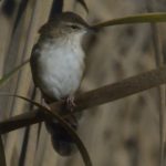 Little Rush Warbler - Ntsekeni
