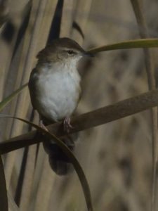 Little Rush Warbler - Ntsekeni