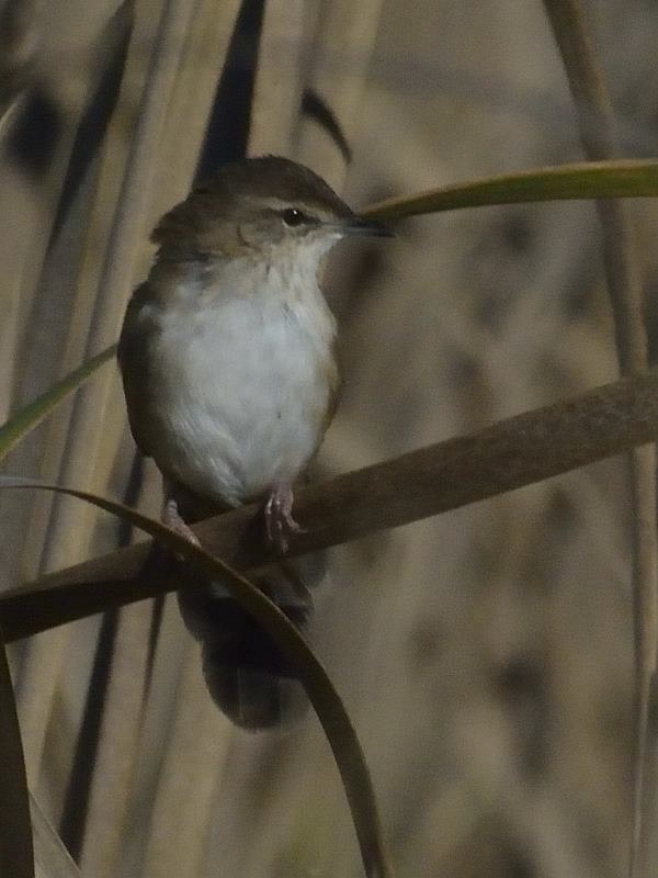 Little Rush Warbler - Ntsekeni