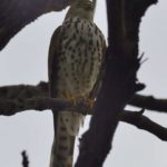 Little Sparrowhawk - Chobe