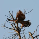 Little Sparrowhawk Juvenile - Hlane