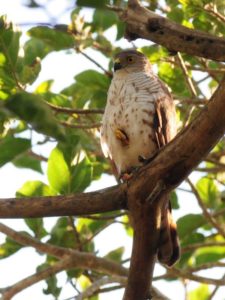 Little Sparrowhawk - Ndumo