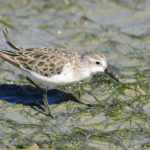 Little Stint - Langebaan