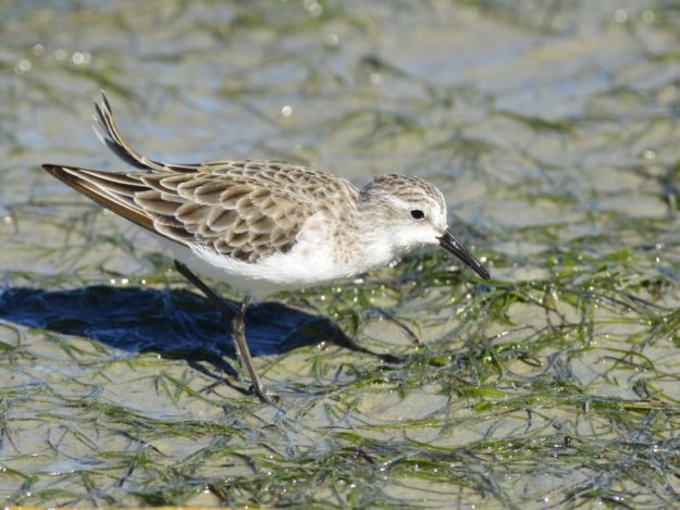 Little Stint - Langebaan