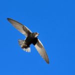 Little Swift - Grunau