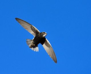 Little Swift - Grunau
