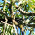 Livingstons Turaco - Bvumba