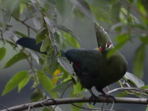 Livingston's Turaco - Honde Valley