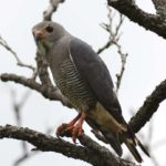 Lizard Buzzard - Honde Valley