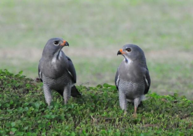 Lizard Buzzard - Kilombero