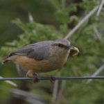 Long Billed Crombec - Chobe