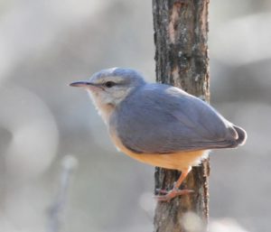 Long-Billed Crombec - Hlane