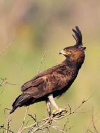 Long-Crested Eagle - Hluhluwe