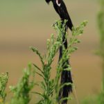 Long-Tailed Widowbird - Harrismith