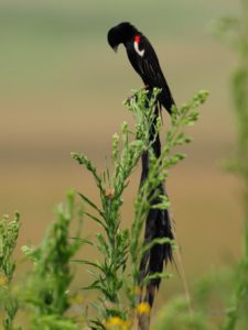 Long-Tailed Widowbird - Harrismith
