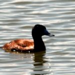 Maccoa Duck - Tankwa Karoo