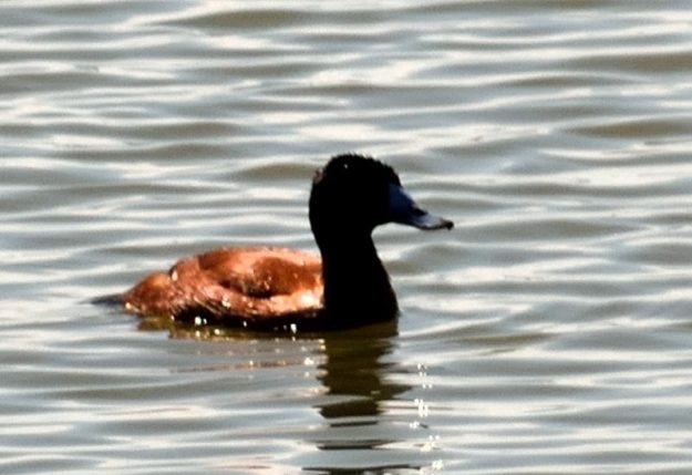 Maccoa Duck - Tankwa Karoo