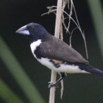 Magpie Mannikin - Honde Valley