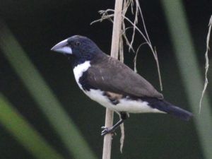Magpie Mannikin - Honde Valley