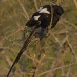 Magpie Shrike - Kruger