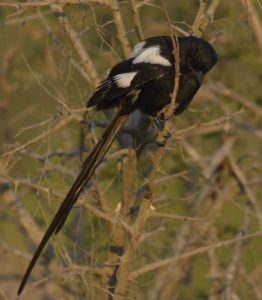 Magpie Shrike - Kruger