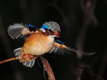 Malachite Kingfisher - Hluhluwe