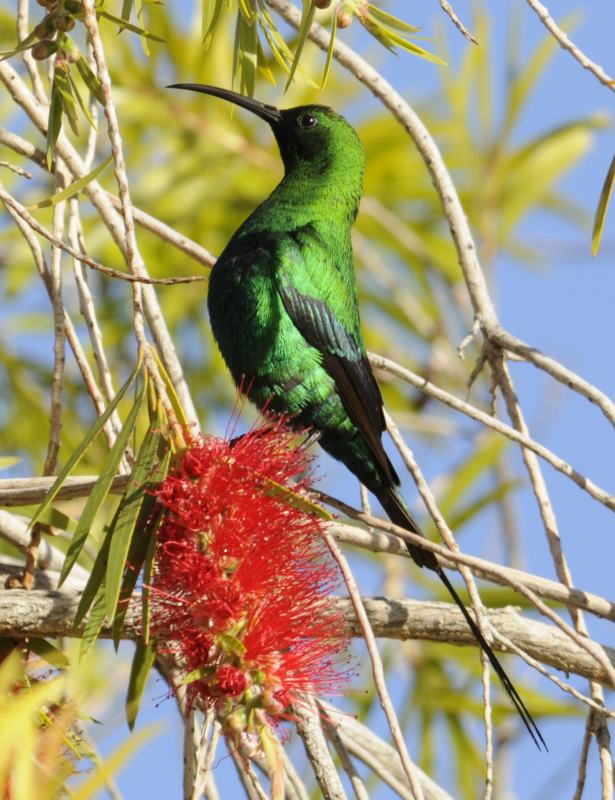 Malachite Sunbird