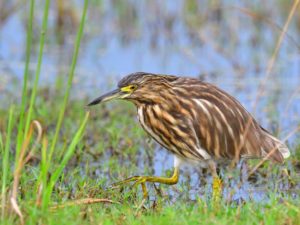 Malagasy Pond Heron - Phinda