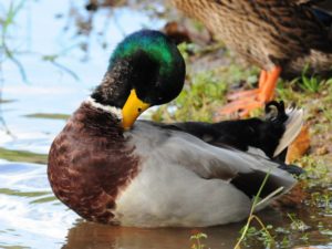 Mallard - Bvumba