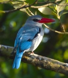 Mangrove Kingfisher - Umlalazi