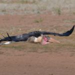 Marabou Stork - Hlane