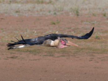Marabou Stork - Hlane