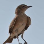 Marico Flycatcher - Etosha