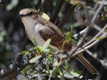 Marico Flycatcher - Kgalagadi