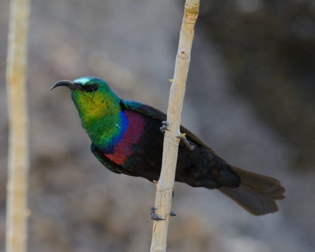 Marico Sunbird - Erongo