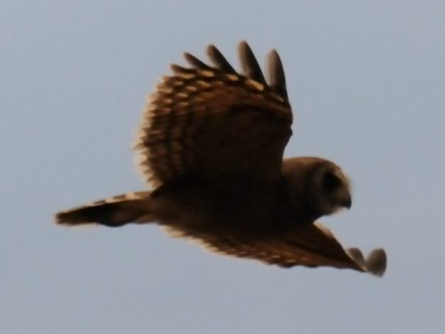 Marsh Owl - Harare