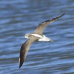 Marsh Sandpiper - Langebaan