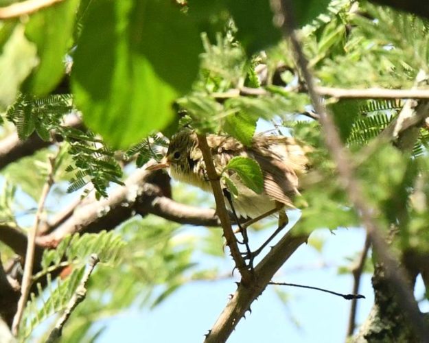 Marsh Warbler - Harare