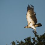 Martial Eagle - Tembe