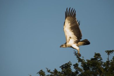 Martial Eagle - Tembe