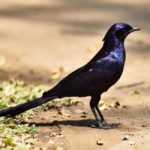 Meve's Starling - Kunene