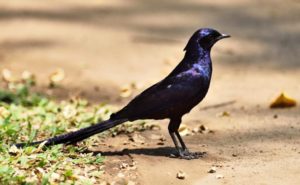 Meve's Starling - Kunene