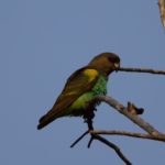 Meyer's Parrot - Okavango River