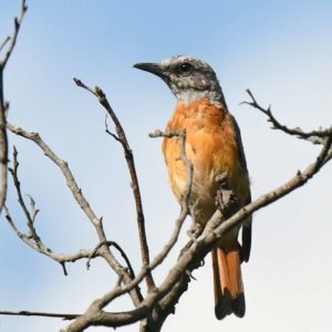 Miombo Rock Thrush - Harare
