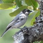 Miombo Tit - Harare