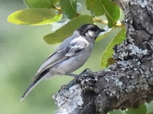 Miombo Tit - Harare