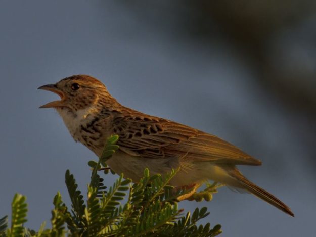 Monotonous Lark - Pilanesberg